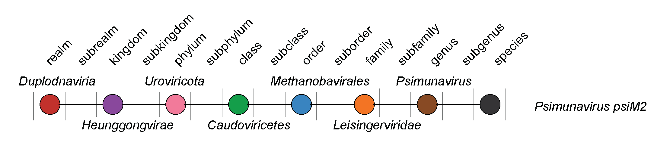 Leisingerviridae taxonomy